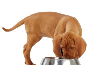 Cibo per cani